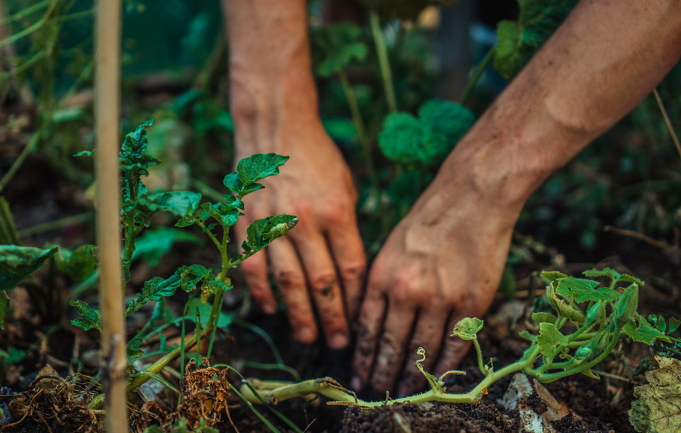 emploi jardinier royan