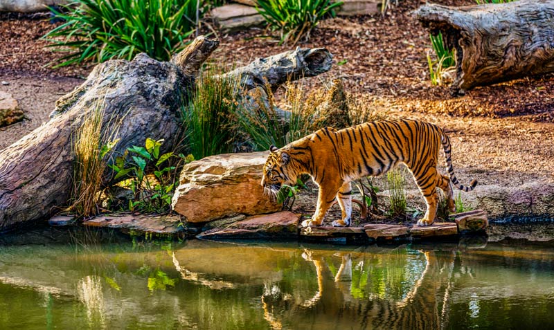 tigre zoo