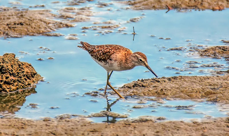 visiter marais aux oiseaux