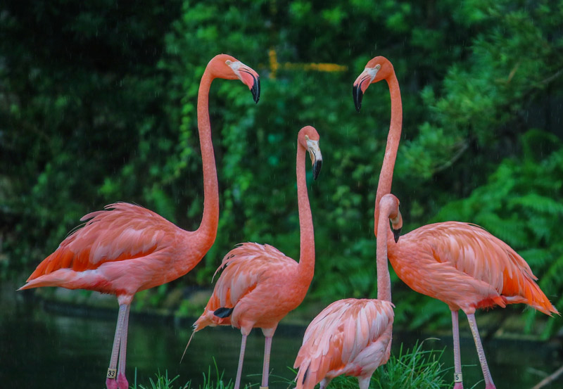 zoo palmyre vacances