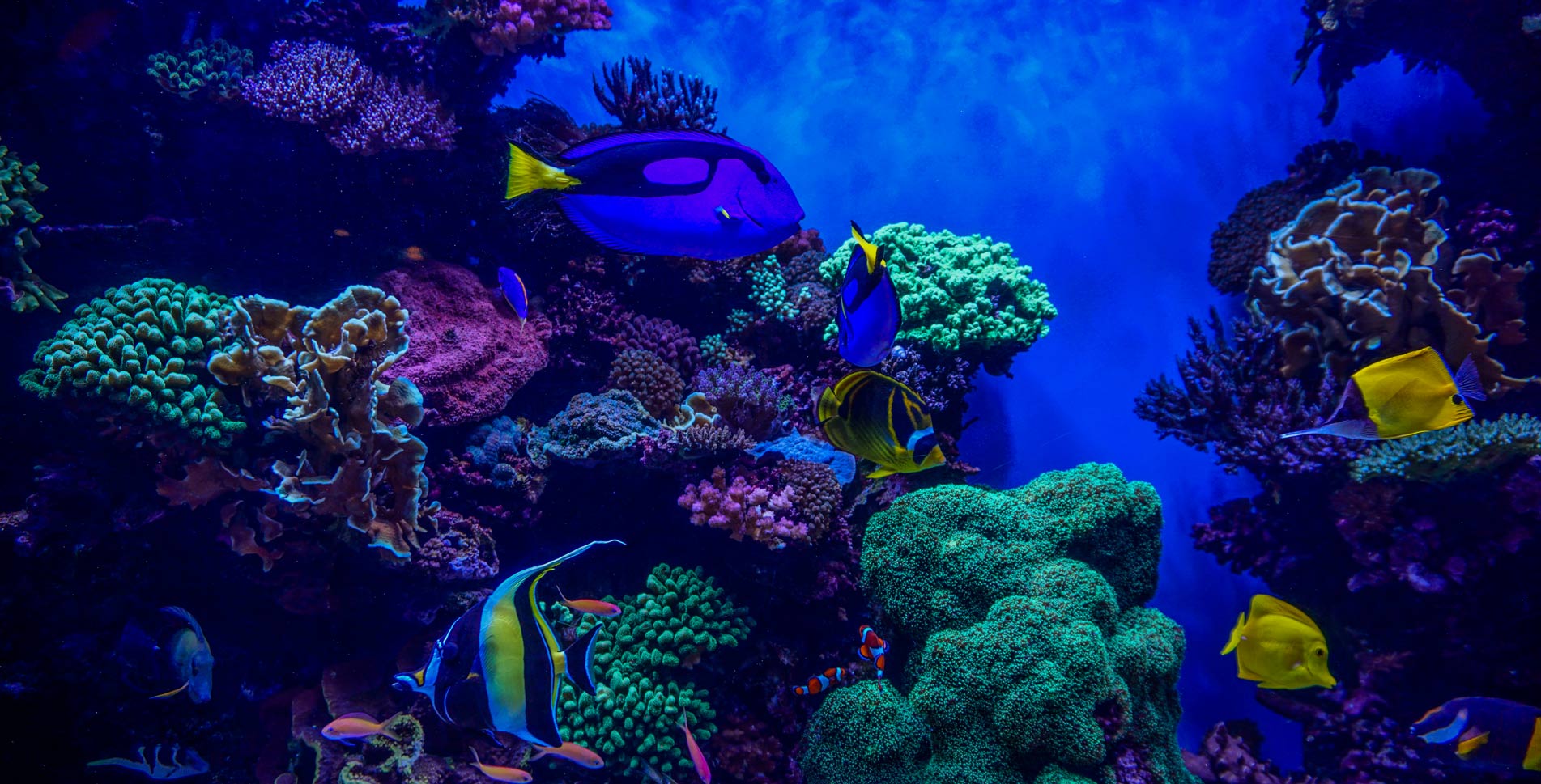 visiter aquarium la rochelle